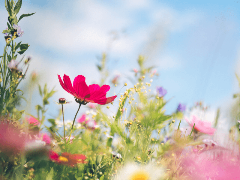 Bunte wilde Blumen blühen unter einem blauen Himmel an einem sonnigen Frühlingstag.